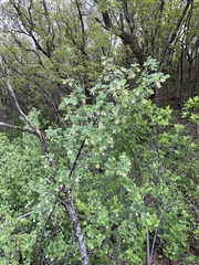 Ribes mescalerium