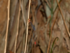 Teinobasis rufithorax