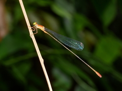 Teinobasis rufithorax