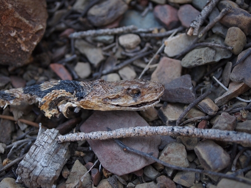 iNaturalist observation photo of Gopher Snake