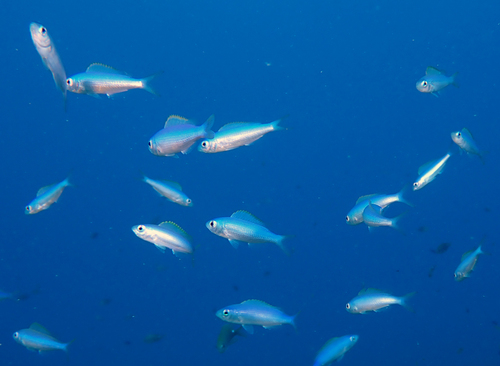 Teixeirichthys observed 2024-04-17