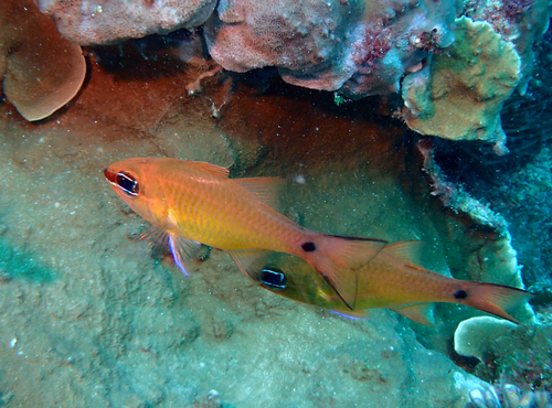 Ostorhinchus flavus observed 2024-04-17