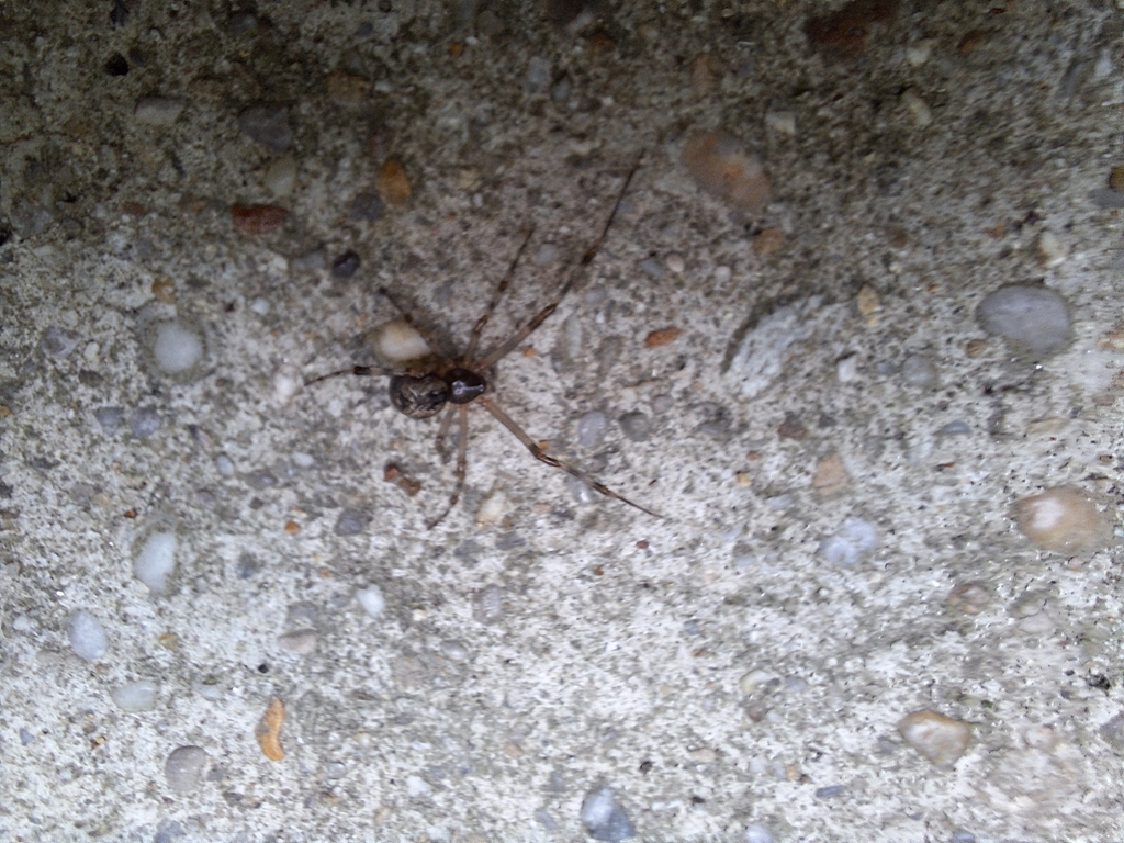 Araignée domestique commune