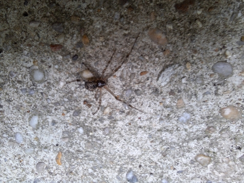 Common house spider