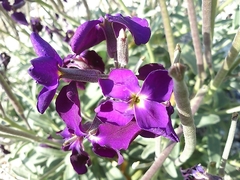 Matthiola incana