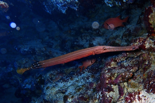 Photo of Pacific trumpetfish (Aulostomus chinensis)