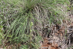 Delphinium carolinianum