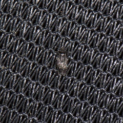 Lepidopsocidae