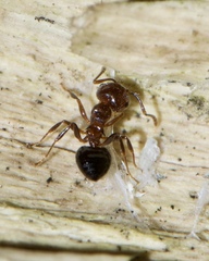 Crematogaster pilosa