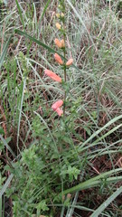 Lamourouxia rhinanthifolia