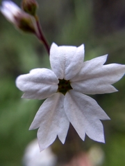 Lithophragma affine