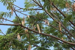 Albizia occidentalis