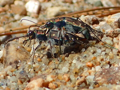 Cicindela oregona oregona