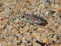 Cicindela oregona oregona