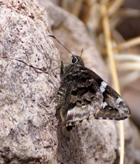 Codatractus bryaxis