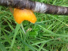 Aleurodiscus vitellinus