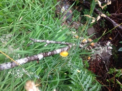 Aleurodiscus vitellinus