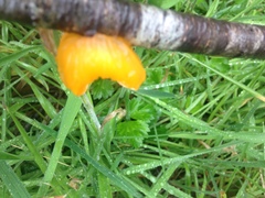 Aleurodiscus vitellinus