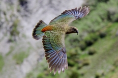 Kea photo 5