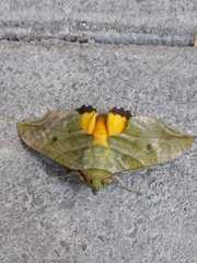 Eudocima hypermnestra