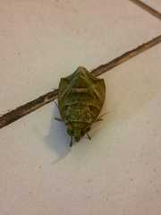 Eudocima hypermnestra