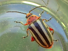 Disonycha latiovittata