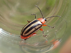 Disonycha latiovittata