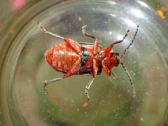 Disonycha latiovittata