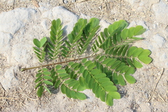 Albizia occidentalis
