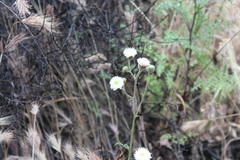 Chaenactis artemisiifolia