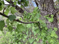 Ribes mescalerium