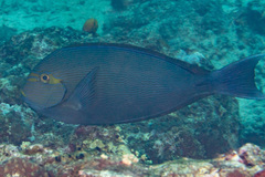 Acanthurus mata