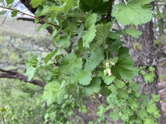 Ribes mescalerium