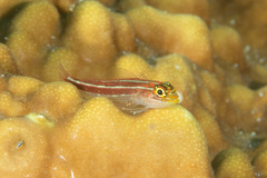 Helcogramma striata