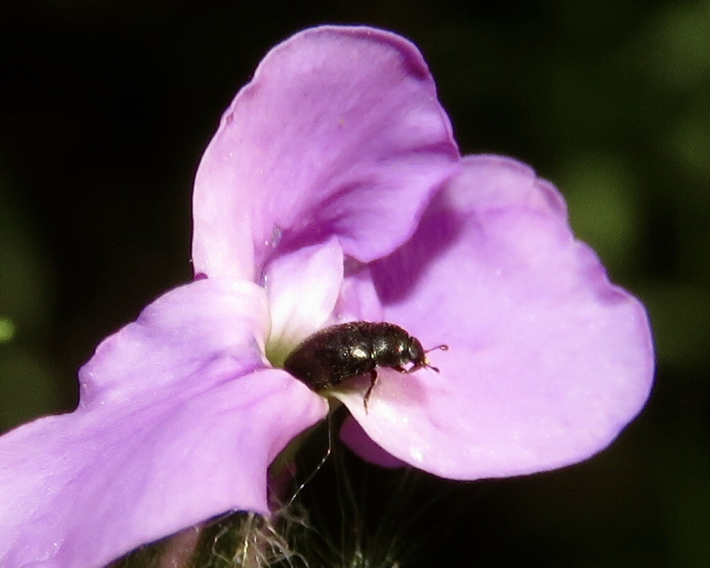Brassicogethes matronalis
