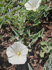 Calystegia collina oxyphylla