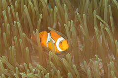 Amphiprion percula