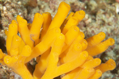 Pipestela candelabra