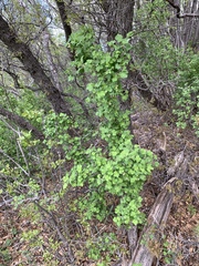 Ribes mescalerium
