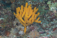 Pipestela candelabra