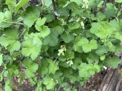 Ribes mescalerium