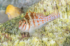 Cirrhitichthys falco