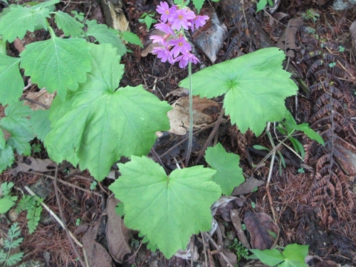 Primula jesoana iNat (2)