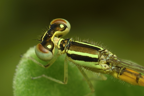 Western Golden Dartlet photo 3