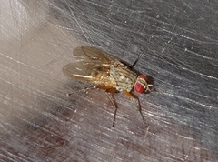 Neodexiopsis