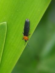 Brontispa longissima