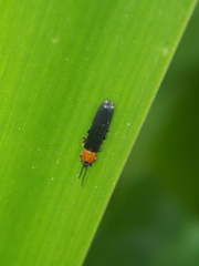 Brontispa longissima