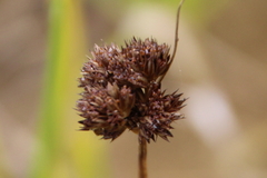 Juncus sonderianus