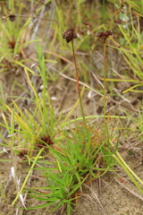 Juncus sonderianus