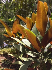 Pleiostachya pruinosa